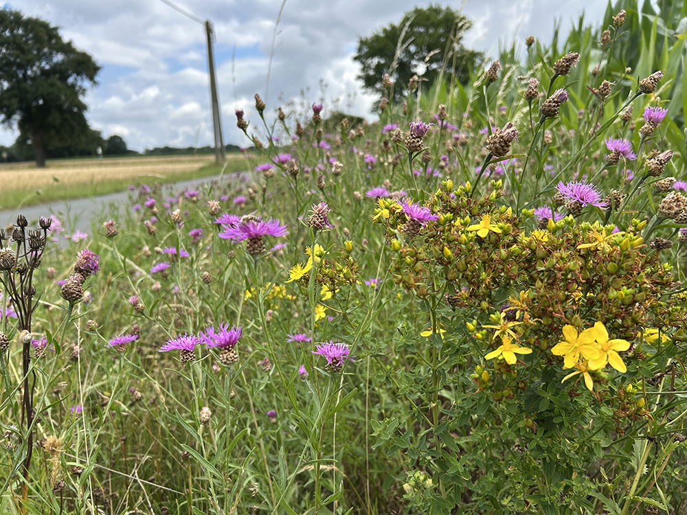 Bunte Wildblumen, darunter violette und gelbe Blüten, wachsen in einem natürlichen Feld neben einer asphaltierten Straße. Im Hintergrund sind Bäume und ein bewölkter Himmel zu sehen.