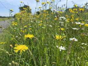 Wiese mit gelben Löwenzahn und weißen Gänseblümchen unter blauem Himmel an einem sonnigen Tag.