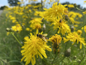 Biene auf einer blühenden gelben Blume in einer Wiese mit vielen weiteren Blüten im Hintergrund.