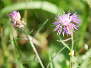 Lila Blume mit schmalen, stacheligen Blütenblättern vor unscharfem grünem Hintergrund.